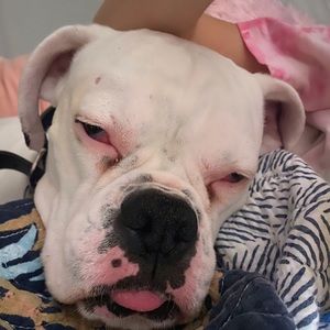 Meet your Posher, Monroe